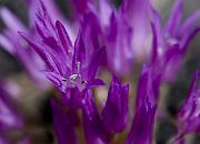 Allium falcifolium 3457